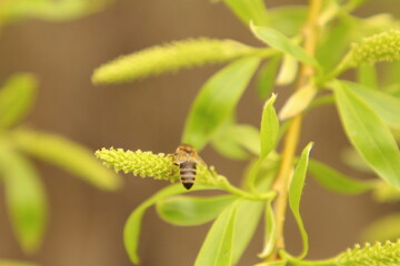 A bug on a leaf