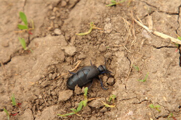 A black beetle on the ground