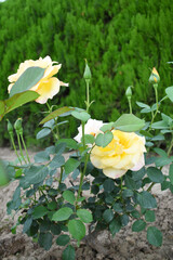 Beautiful yellow rose flower closeup in garden, A very beautiful rose flower bloomed on the rose tree, Rose flower, bloom flowers, Natural spring flower,  Nature