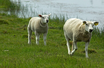 Mouton; Race Téxel; Femelle et jeune, Ile de Texel, Pays Bas