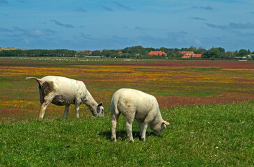 Obraz na płótnie Canvas Mouton; Race Téxel; Femelle et jeune, Ile de Texel, Pays Bas