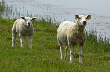 Mouton; Race Téxel; Femelle et jeune, Ile de Texel, Pays Bas