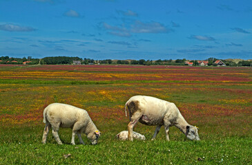 Fototapeta premium Mouton; Race Téxel; Femelle et jeune, Ile de Texel, Pays Bas