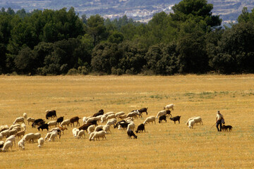Mouton, race Basco béarnaise,