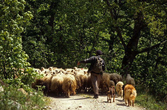 Brebis, race Basco b&eacute;arnaise, Berger; Pays Basque, 64, Pyr&eacute;n&eacute;es Atlantiques,  France