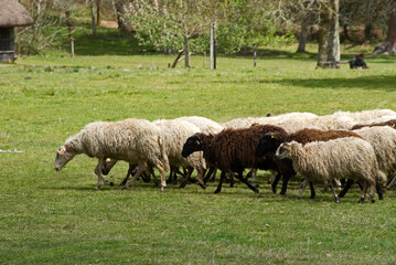 Obraz premium Mouton, race Landaise, Eco musée de Marquéze; Parc naturel des Landes de Gascogne; Région Aquitaine; Sabres; 40, France