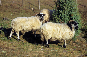 Mouton, race Black face