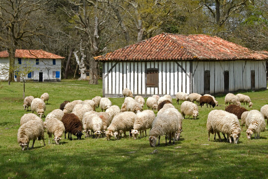 Mouton, race Landaise, maison landaise, Eco mus&eacute;e de Marqu&eacute;ze; Parc naturel des Landes de Gascogne; R&eacute;gion Aquitaine; Sabres; 40, France