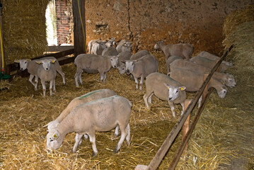 Mouton; race agneau Maine Touraine