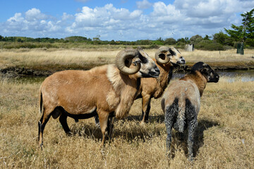Mouton, race Cameroun, Bélier, Ovis aries