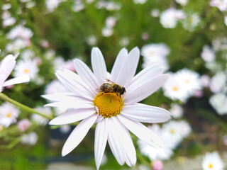 Obraz premium bee on white daisy flower 