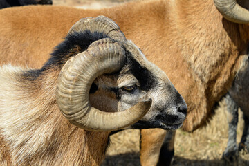Mouton, race Cameroun, Bélier, Ovis aries
