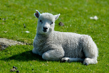 agneau, mouton, jeune, race Shetland, Ile Shetland, Ecosse, Grande Bretagne - obrazy, fototapety, plakaty