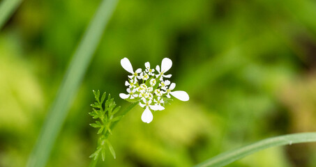 Cow Parsley or Wild Chervil, Anthriscus sylvestris, flower clusters macro - obrazy, fototapety, plakaty