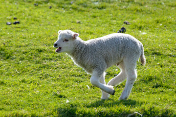 Obraz premium agneau, mouton, jeune, race Shetland, Ile Shetland, Ecosse, Grande Bretagne