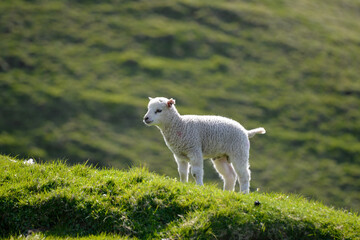 Obraz premium agneau, mouton, jeune, race Shetland, Ile Shetland, Ecosse, Grande Bretagne
