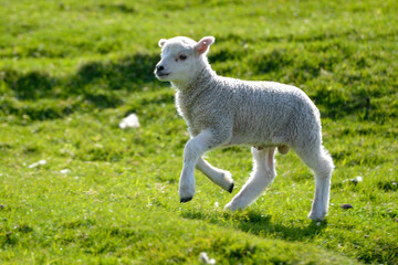 Naklejka na ściany i meble agneau, mouton, jeune, race Shetland, Ile Shetland, Ecosse, Grande Bretagne