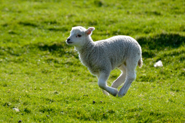 Obraz premium agneau, mouton, jeune, race Shetland, Ile Shetland, Ecosse, Grande Bretagne