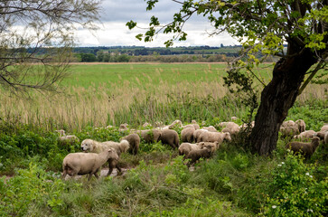 Obraz premium mouton, race Mérinos d'Arles, transhumance, canal du midi, Aigues Mortes, Gard, 30 , Camargue, région Languedoc Roussillon, France
