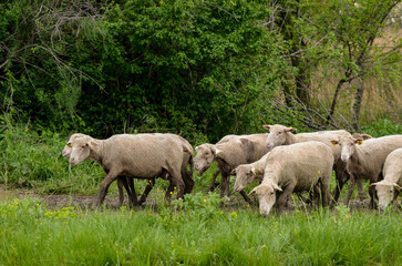 Naklejka premium mouton, race Mérinos d'Arles, transhumance, canal du midi, Aigues Mortes, Gard, 30 , Camargue, région Languedoc Roussillon, France