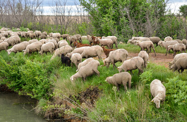 mouton, race Mérinos d'Arles, transhumance, canal du midi, Aigues Mortes, Gard, 30 , Camargue,...