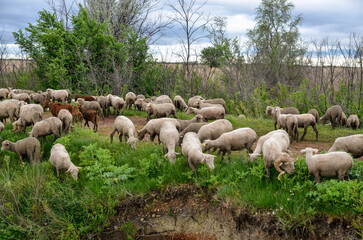 Obraz premium mouton, race Mérinos d'Arles, transhumance, canal du midi, Aigues Mortes, Gard, 30 , Camargue, région Languedoc Roussillon, France