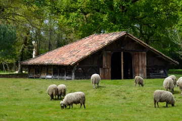Foto op Plexiglas Mouton, race Landaise, maison landaise, Eco musée de Marquéze  Parc naturel des Landes de Gascogne  Région Aquitaine  Sabres  40, France © JAG IMAGES