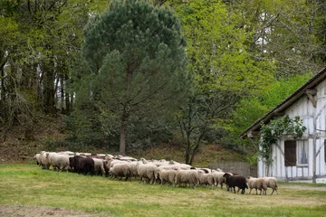 Foto op Plexiglas Mouton, race Landaise, maison landaise, Eco musée de Marquéze  Parc naturel des Landes de Gascogne  Région Aquitaine  Sabres  40, France © JAG IMAGES