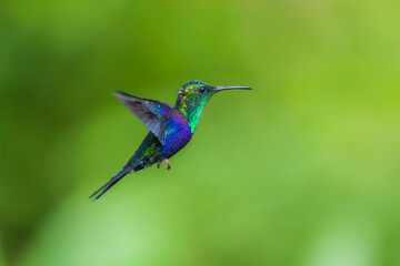 Green Crowned Woodnymph - Thalurania colombica hummingbird family Trochilidae, found in Belize and Guatemala to Peru, blue and green shiny bird flying on the colorful flowers background.
