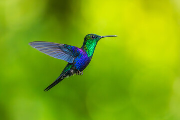 Green Crowned Woodnymph - Thalurania colombica hummingbird family Trochilidae, found in Belize and Guatemala to Peru, blue and green shiny bird flying on the colorful flowers background.  © Miroslav Srb