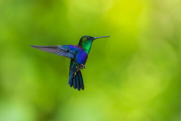 Green Crowned Woodnymph - Thalurania colombica hummingbird family Trochilidae, found in Belize and Guatemala to Peru, blue and green shiny bird flying on the colorful flowers background.
