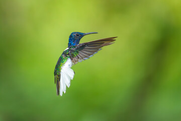 Beautiful White-necked Jacobin hummingbird, Florisuga mellivora, hovering in the air with green and...