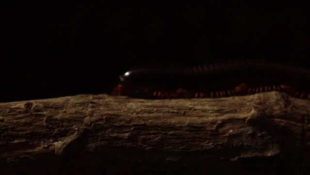 Giant milipede crawling on tree branch at night