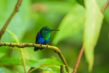 Green Crowned Woodnymph - Thalurania colombica hummingbird family Trochilidae, found in Belize and Guatemala to Peru, blue and green shiny bird flying on the colorful flowers background.
