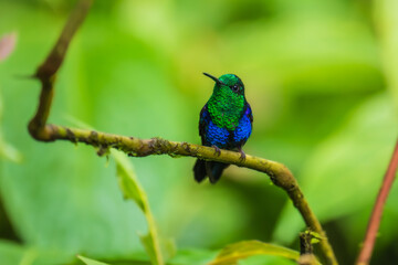 Green Crowned Woodnymph - Thalurania colombica hummingbird family Trochilidae, found in Belize and Guatemala to Peru, blue and green shiny bird flying on the colorful flowers background.
