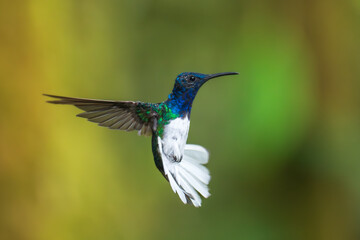 Fototapeta premium Beautiful White-necked Jacobin hummingbird, Florisuga mellivora, hovering in the air with green and yellow background. Best humminbird of Ecuador.