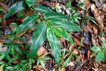Grass detail (Lasiacis ligulata) on tropical forest