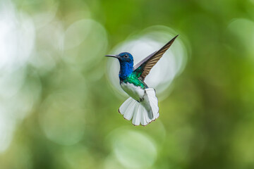 Beautiful White-necked Jacobin hummingbird, Florisuga mellivora, hovering in the air with green and yellow background. Best humminbird of Ecuador.