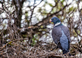 Wood Pigeon (Columba palumbus) - Widespread across Europe and Asia