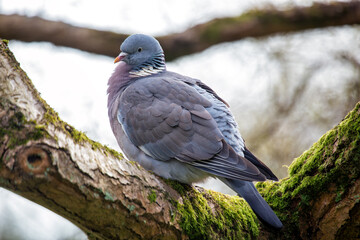 Wood Pigeon (Columba palumbus) - Widespread across Europe and Asia