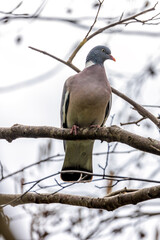 Wood Pigeon (Columba palumbus) - Widespread across Europe and Asia