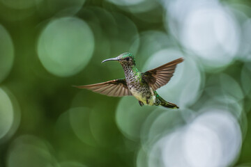 Beautiful female White-necked Jacobin hummingbird, Florisuga mellivora, hovering in the air with green and yellow background. Best humminbird of Ecuador.