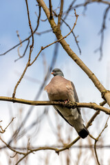 Wood Pigeon (Columba palumbus) - Widespread across Europe and Asia
