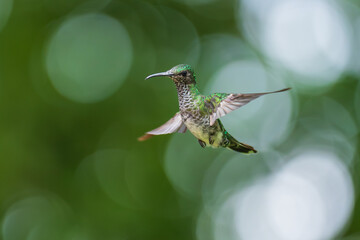 Beautiful female White-necked Jacobin hummingbird, Florisuga mellivora, hovering in the air with...