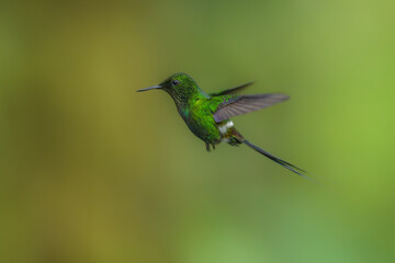 Green Thorntail - Best humminbirds, Discosura conversii small hummingbird in the brilliants, tribe...