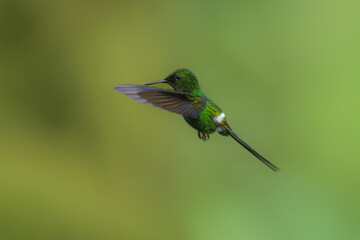 Fototapeta premium Green Thorntail - Best humminbirds, Discosura conversii small hummingbird in the brilliants, tribe Lesbiini of subfamily Lesbiinae, green bird found in Colombia, Costa Rica, Ecuador and Panama.
