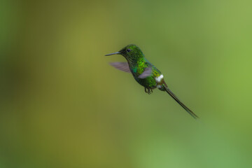 Fototapeta premium Green Thorntail - Best humminbirds, Discosura conversii small hummingbird in the brilliants, tribe Lesbiini of subfamily Lesbiinae, green bird found in Colombia, Costa Rica, Ecuador and Panama.