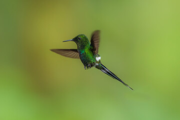 Fototapeta premium Green Thorntail - Best humminbirds, Discosura conversii small hummingbird in the brilliants, tribe Lesbiini of subfamily Lesbiinae, green bird found in Colombia, Costa Rica, Ecuador and Panama.