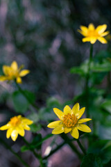 ヒメリュウキンカ,春の花,黄色い花,草原,