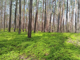 Spring spruce forest with lush green moss